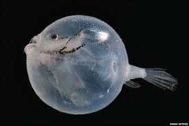 Meet the ocean's strangest creatures here at national geographic kids. Seamount Battle Bunny