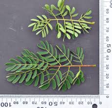 Image result for Acacia welwitschii