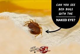 • hire a pest management professional to treat for bed bugs. Can You See Bed Bugs With The Naked Eye Pest Samurai