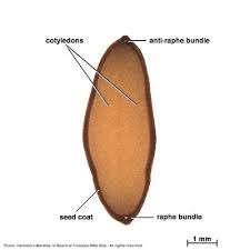 Image result for Acacia brevispica