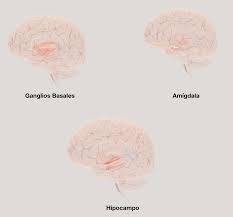 A síndrome de asperger é considerada uma perturbação do espectro do autismo (pea) com expressão mais ligeira. Un Segundo Espectro Del Autismo De La Conducta A La Neurona Universidad Veracruzana