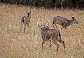 exclusive 2018 peak rut forecast deer deer hunting