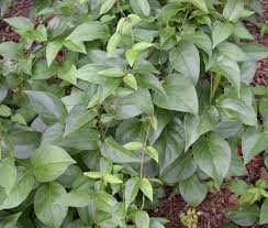 Image result for Vincetoxicum heterophyllum