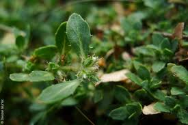 Image result for Bergia