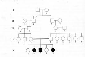 Genetic Family Tree Kozen Jasonkellyphoto Co