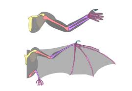 We think this is the most useful anatomy picture that you need. Sketchbook Original How To Draw Wings Monika Zagrobelna