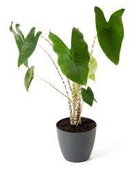All diese faktoren machen die anschaffung zu einem kleinen abenteuer mit vielen optionen. Elefantenohr Alocasia Zebrina Gunstig Online Kaufen
