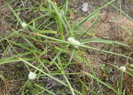 Image result for Cyperus dubius