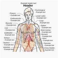 Internal organs are grouped into. Male Internal Organs Human Organs Diagram Male Human Body Organs Body Organs Kingsuit