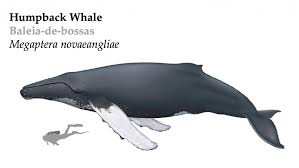 Humpback whale is a type of whale that can be found in all oceans of the world. Humpback Whale Terra Azul