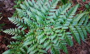 Image result for Rumohra