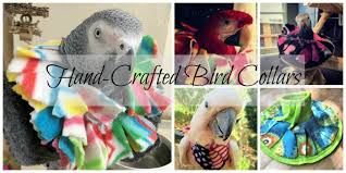 Birds Be Safe Collar Shop Feather Plucking Bird Collars Feather Picking Supplements Parrot Calming Medicine Parrot Vitamins And More Start Man Bird Collar Birds Animal Behavior
