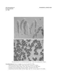 Image result for Kotschya strigosa