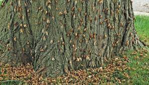 Mother Nature S Epic Cicada Palooza Is Coming Soon To 15 States