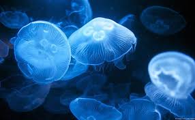 Moon Jellyfish Hd Wallpaper Jellyfish New England Aquarium Aurelia