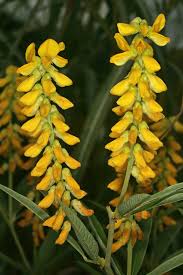 Image result for Eriosema psoraleoides