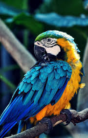 Start your search now and free your phone. Parrot Mobile Wallpapers Wallpaper Cave