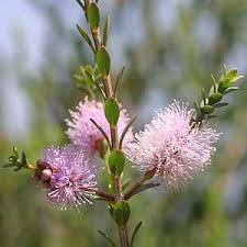 Image result for Melaleuca lateritia