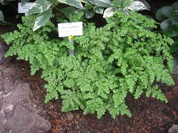 Image result for Pilea angolensis