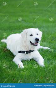 English Cream Golden Retriever Puppy Stock Photo - Image of white, family:  210215846