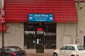 See more ideas about paramus, bergen county, new jersey. Just Pups Store Owner Agrees To Stop Selling Animals In New Jersey In Settlement