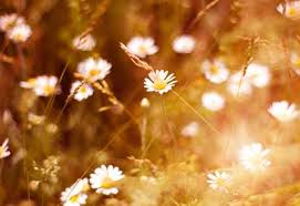 Get latest info on daisy flower, michaelmas daisy, suppliers, manufacturers, wholesalers, traders, wholesale suppliers with daisy flower prices for buying. Popular Types Of Daisy Flowers Planet Natural