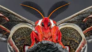 Image result for Cecropia