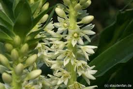 Image result for Eucomis zambesiaca