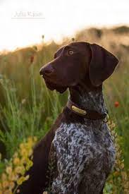 deutsch kurzhaar julia kauer jagdhunde fotografie jagdhunde deutsch kurzhaar hunde