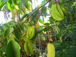 5 yr old avocado tree grown from seed. Free Photo Starfruit Tree Carambola Exotic Fruit Free Download Jooinn