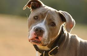 And start a new mood board of names just around that topic. Dog Name Guides Wag