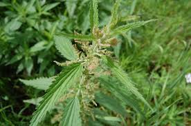 Image result for Tragia dioica