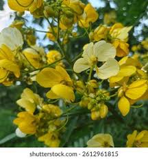 Image result for Fabaceae subfamily Caesalpinioideae