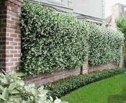 Namun bagian depan rumahnya simpel saja hanya terdapat carport serta pagar kayu berdesain minimalis modern. 10 Inspirasi Taman Depan Pagar Rumah Minimalis Modern Kayak Apa Sih Rumah123 Com