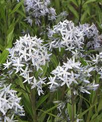 Image result for Tabernaemontana odoratissima