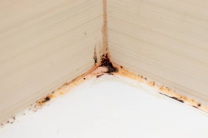 What is Pink Mold? The Truth About the Slime in Your Shower in 2026 -  PuroClean of Melbourne