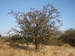 Image result for Terminalia randii