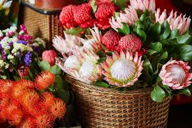 Image result for Protea argyrea
