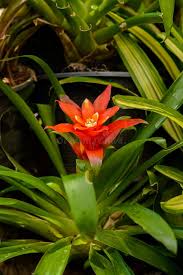 Image result for Bromeliaceae