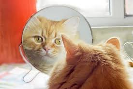 Why Do Cats Go Bonkers When They See Themselves In The Mirror Cattime In 2020 Cats Work With Animals Anxious Cat