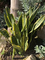 An evil eye is a curse that is bestowed upon an unaware person through a malevolent glare. 15 Plants That Purify The House