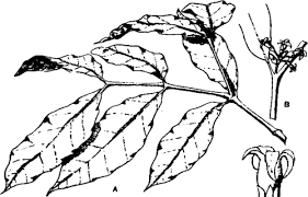 Image result for Funtumia africana