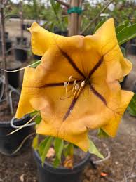 Image result for Solandra maxima