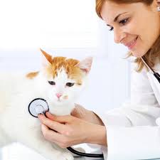 THE BEST 10 Veterinarians near PARSONS, TN
