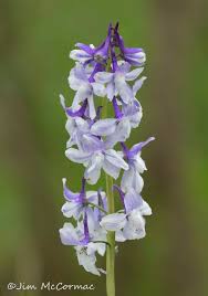 Image result for Erythrocephalum albiflorum