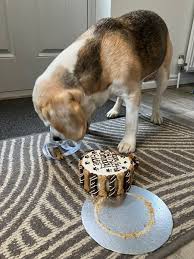 Eddie, 🌈Angel Ella, Winnie, Johnny and Ziggy❤️🐾