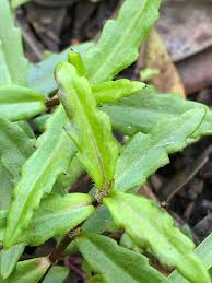 Image result for Enydra