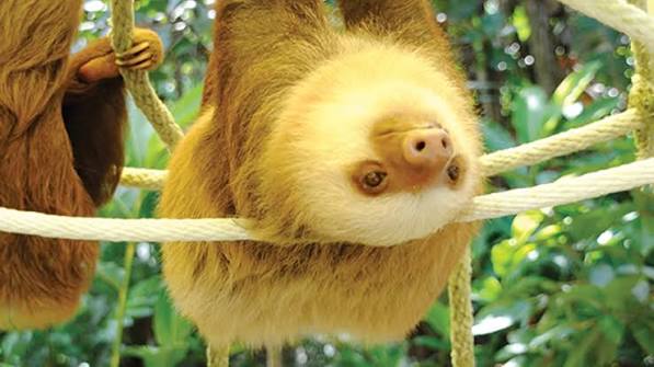 9 Wonderful Animal Sanctuaries to Visit Around the World