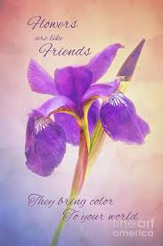 Flowers Are Like Friends Photograph By Sharon Mcconnell