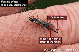 Image result for Dissotis irvingiana